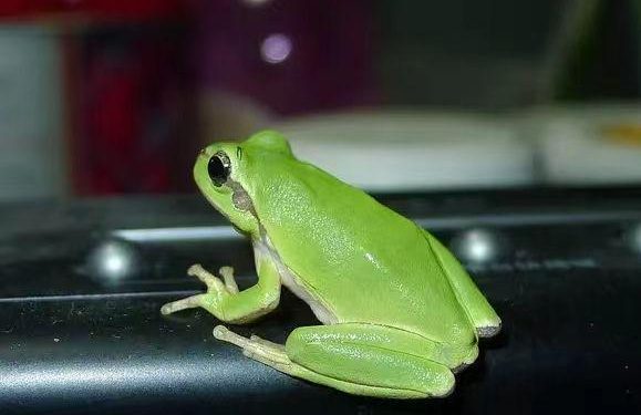 Do you want to have a pet frog too?