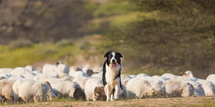 Nearly 100 goats jumped off the cliff one after another. Why do the sheep follow so blindly?