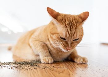 What Is Catnip and How Does It Affect Your Cat?