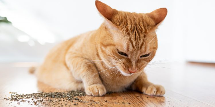 What Is Catnip and How Does It Affect Your Cat?