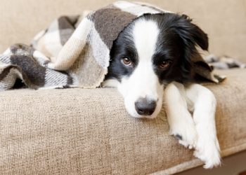 A New Study Says That the More Playful Your Dog Is, the Smarter They Might Be