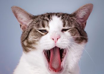 How to Fix Your Cat’s Bad Breath