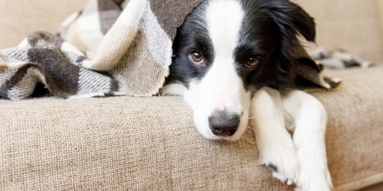 A New Study Says That the More Playful Your Dog Is, the Smarter They Might Be