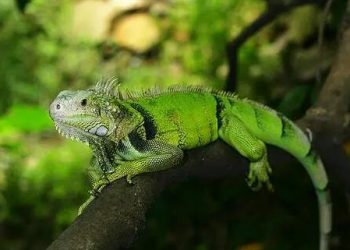 50 kinds of pets suitable for indoor breeding, do you know