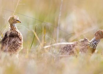 Tiny solar backpacks could help save the plains wanderer – one of Australia’s most endangered birds