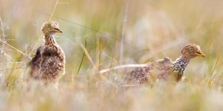 Tiny solar backpacks could help save the plains wanderer – one of Australia’s most endangered birds