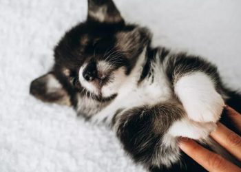 Don’t Wake Your Pet from a Nightmare and Other Pet Dreaming Tips from an Animal Behaviorist