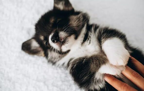 Don’t Wake Your Pet from a Nightmare and Other Pet Dreaming Tips from an Animal Behaviorist