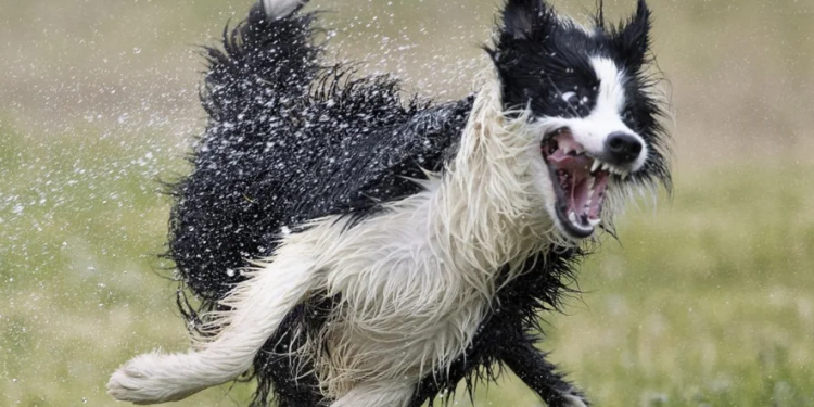 Laugh it up fuzzball – the year’s funniest pet photos