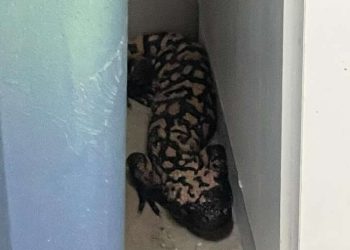 gila monster