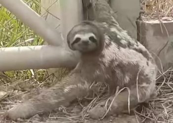 Heartbroken Mother Sloth Is Overjoyed To Reunite With Her Missing Baby