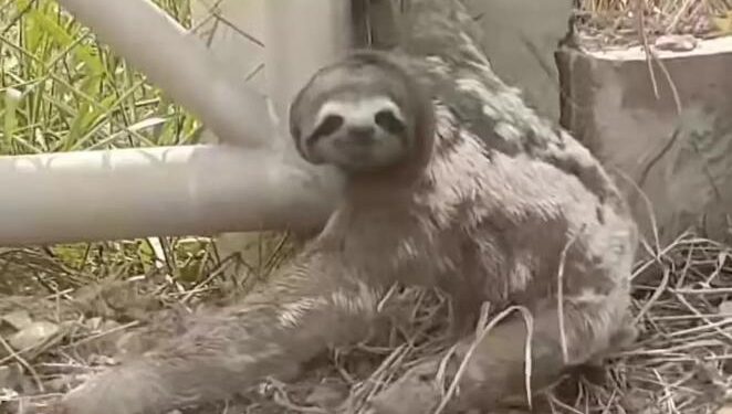 Heartbroken Mother Sloth Is Overjoyed To Reunite With Her Missing Baby