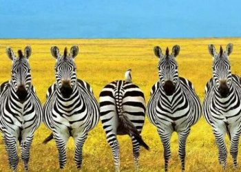 What is the use of stripes on the zebra?