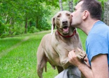 Dogs treat you as “parents”, there will be these 8 manifestations