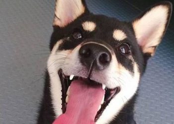 There are 6 problems with dogs that smell bad