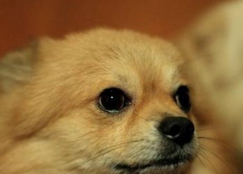 How do dogs behave when they get old?