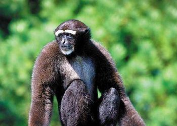 If humans disappear from the earth, which animal is most likely to rule the earth? Scientists reveal the answer