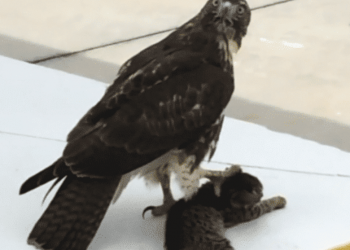 The kitten has been lost, thinking it was stolen, but after the murderer was caught…