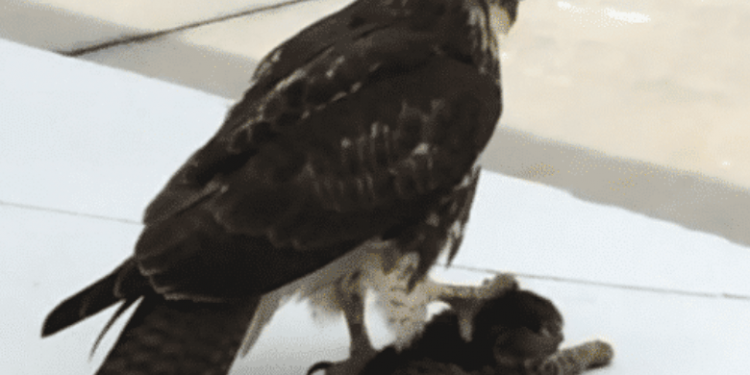 The kitten has been lost, thinking it was stolen, but after the murderer was caught…