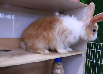 What limb languages do pet rabbits