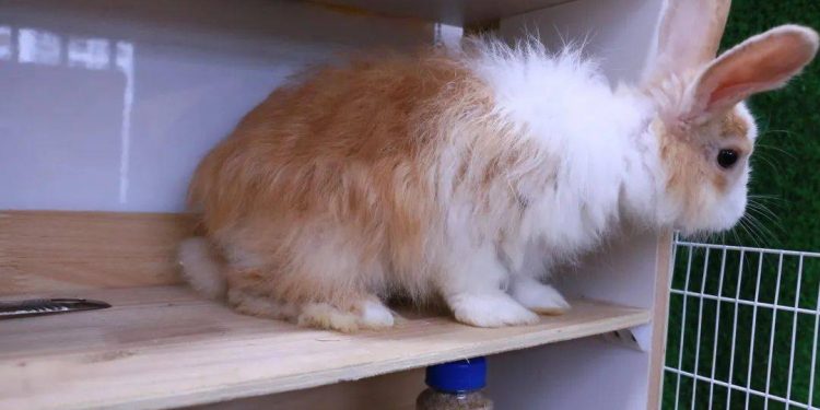 What limb languages do pet rabbits