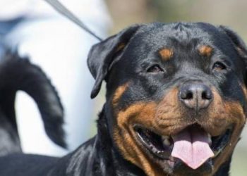 The 5 dog breeds with the “shortest lifespan”, each shorter than 10 years