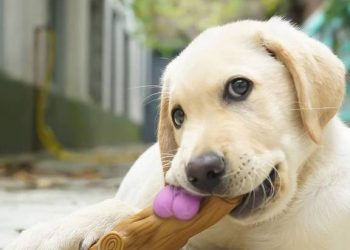 Five Advantages of Labrador Retrievers