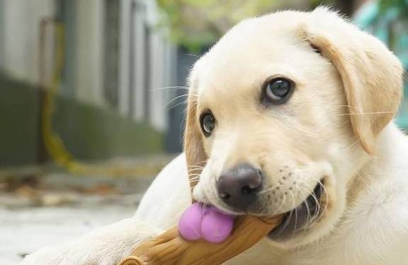 Five Advantages of Labrador Retrievers