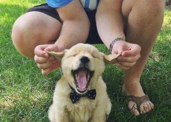 Six behaviors of dogs show that it is thinking of you for help!