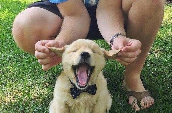 Six behaviors of dogs show that it is thinking of you for help!