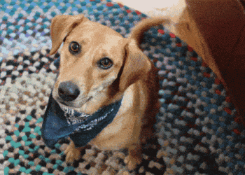 Why does a dog’s tail turn negative to the left and positive to the right?