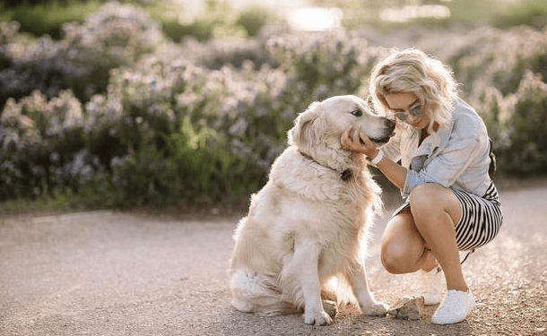 In order to protect the owner, the dog was hit seriously, but was finally abandoned by the owner!