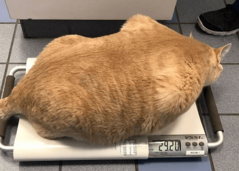 The orange cat weighs as much as 32 pounds, and the owner shows five-pack abs after shaving it!
