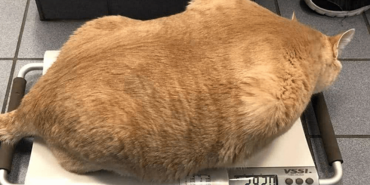 The orange cat weighs as much as 32 pounds, and the owner shows five-pack abs after shaving it!