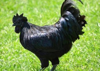 10 most expensive animals in the world