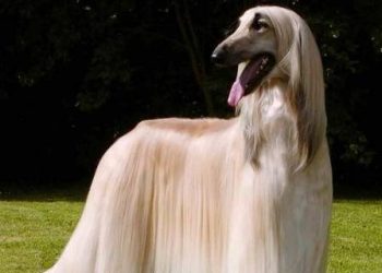 Do you know the “6 foods” that are good for dog hair