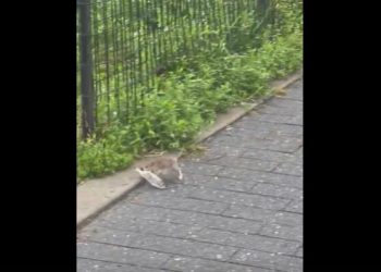 Rat Runs Away From Brooklyn Waterfront With Fish