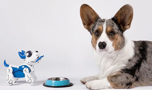 Robot dogs could be taught to mimic real canine behaviours