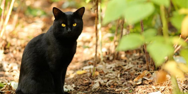 30 Black Cat Quotes to Bewitch and Bewilder