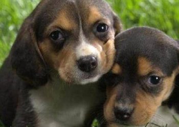 Safe and effective way to deworm dogs