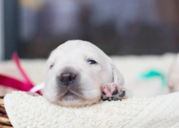 Golden Retriever Puppy’s Adorable Protest After Mom ‘Takes a Break’ Is Just Like a Human Kid