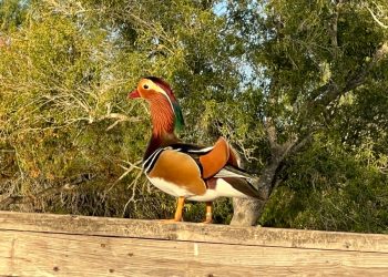 Lucky ducky owners reunited with rare pet that drew birders to Harlingen