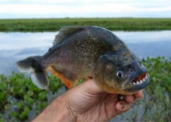 Why is the Amazon River a forbidden zone for humans? Nine cruel creatures in the river, piranhas are the last