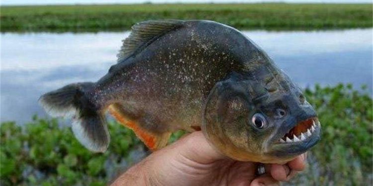 Why is the Amazon River a forbidden zone for humans? Nine cruel creatures in the river, piranhas are the last