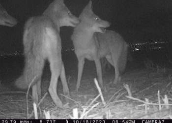 Can Cats and Coyote Co-Exist? Surprising Findings From Suburban Los Angeles