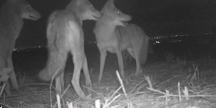 Can Cats and Coyote Co-Exist? Surprising Findings From Suburban Los Angeles