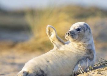 Seal pups pose on the beach