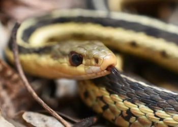 Sssurprise! Snake Hitches A Ride On Flight To New Jersey