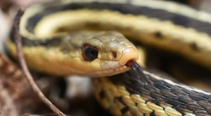 Sssurprise! Snake Hitches A Ride On Flight To New Jersey