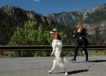 The dog that walks like a human – and other precocious pets: ‘We didn’t teach him, it was his idea’